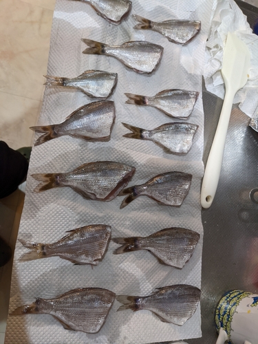 ウミタナゴの釣果