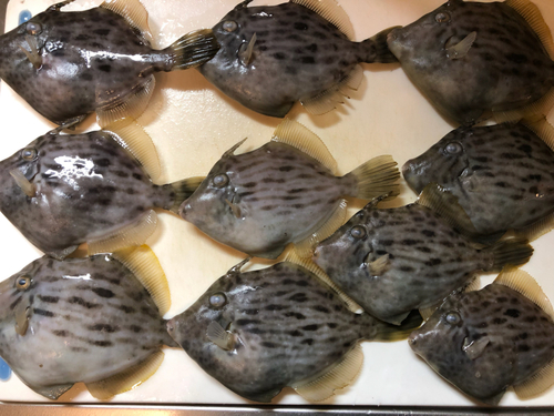 カワハギの釣果