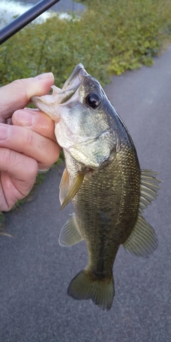 ラージマウスバスの釣果