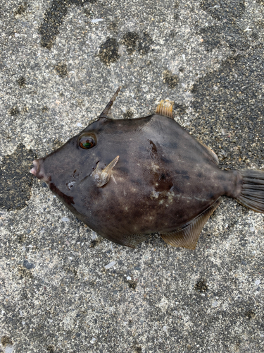 カワハギの釣果