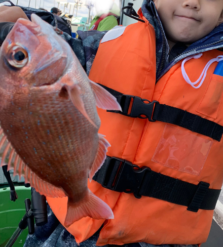 マダイの釣果