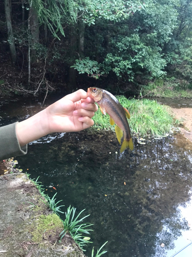 カワムツの釣果