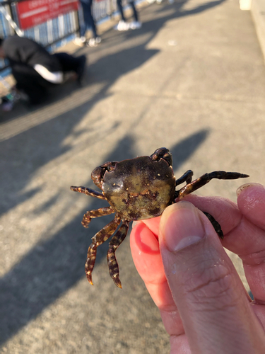 カニの釣果