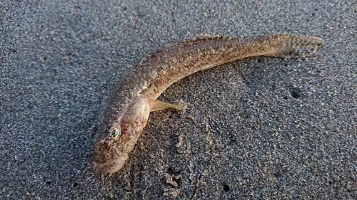 ハゼの釣果