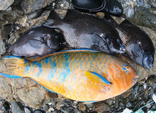 ヒブダイの釣果