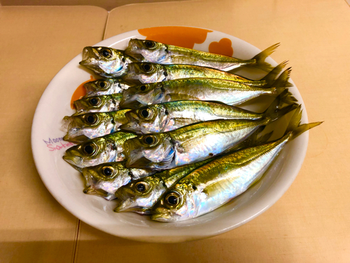 アジの釣果