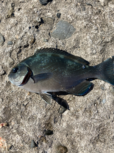 メジナの釣果