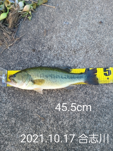 ブラックバスの釣果