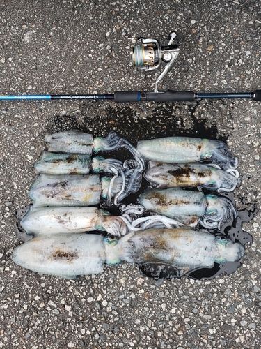 アオリイカの釣果