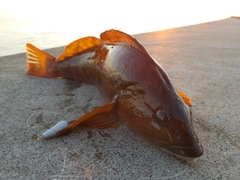 アイナメの釣果