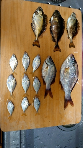 アイゴの釣果