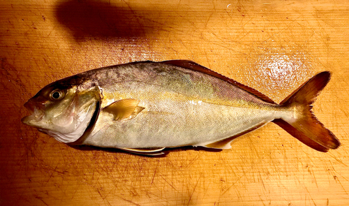 ショゴの釣果