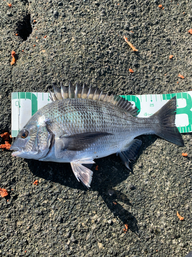 クロダイの釣果