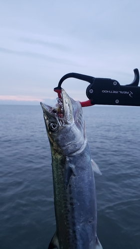 サゴシの釣果