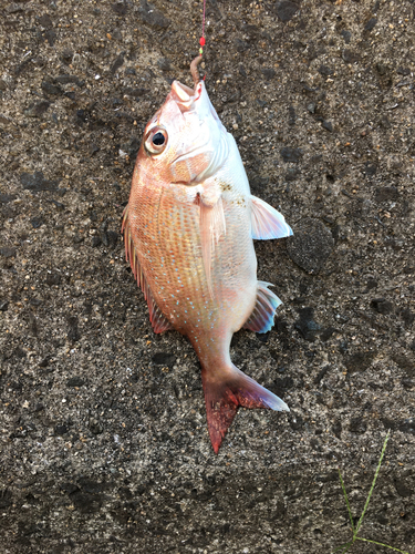 カワハギの釣果