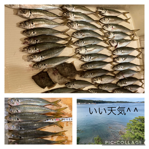 アジの釣果