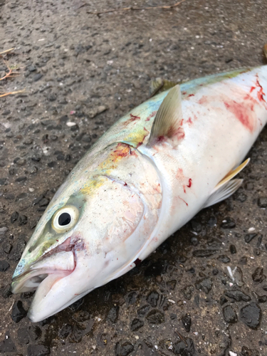 イナダの釣果