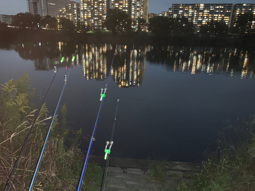 ニゴイの釣果