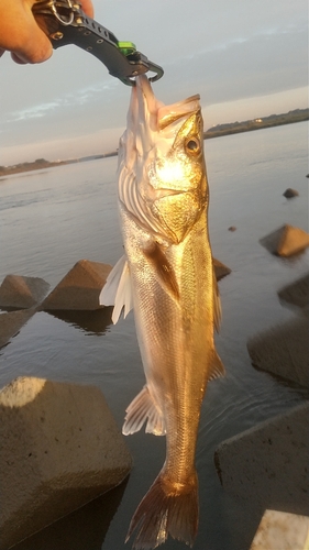 シーバスの釣果