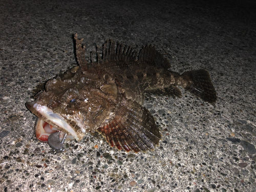 トウベツカジカの釣果