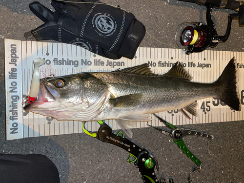 シーバスの釣果