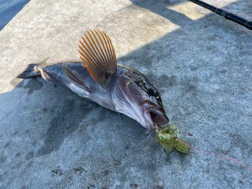 アイナメの釣果