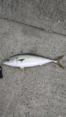 ハマチの釣果