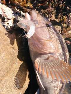 アイナメの釣果