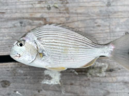 ヘダイの釣果