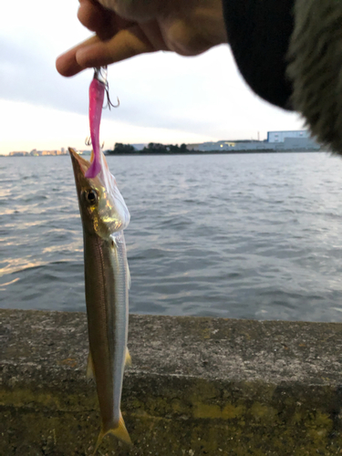 カマスの釣果