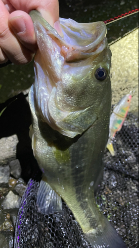 ブラックバスの釣果