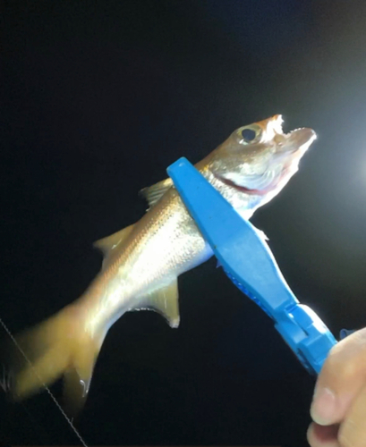 クロムツの釣果