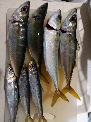 サバの釣果