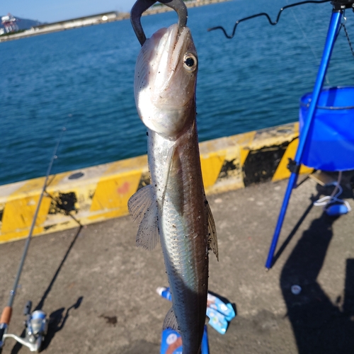 エソの釣果