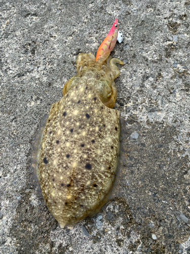 コブシメの釣果