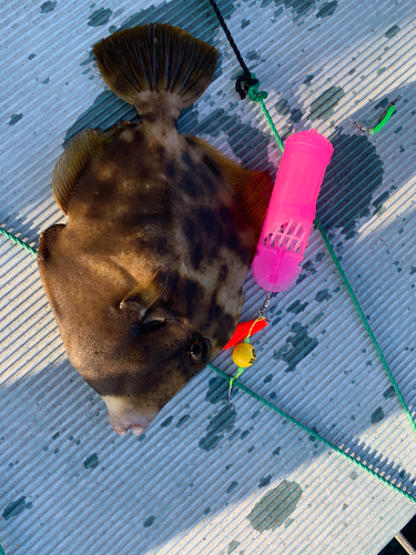 カワハギの釣果