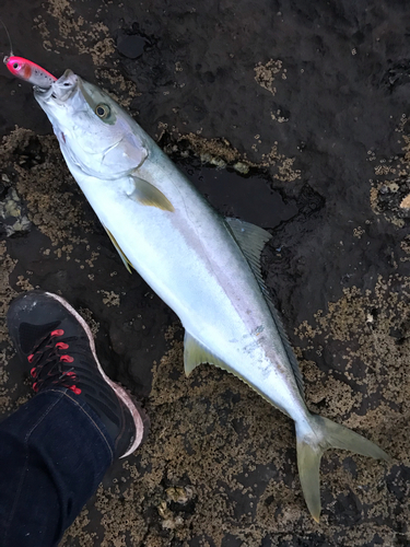 ヒラマサの釣果