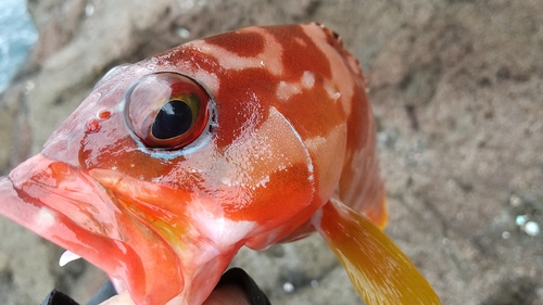 アカハタの釣果