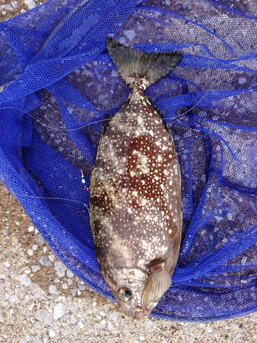 アイゴの釣果