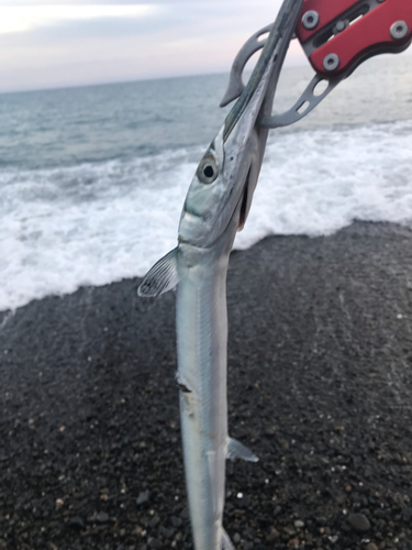 ダツの釣果