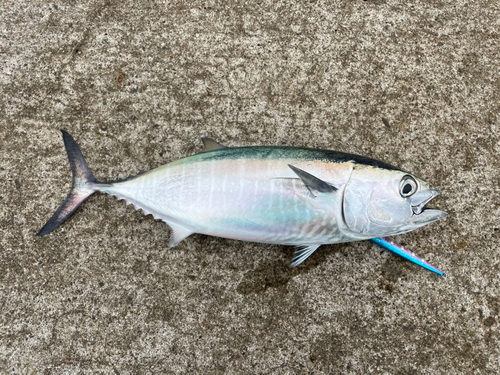 クロマグロの釣果