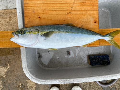 イナダの釣果