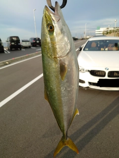 イナダの釣果