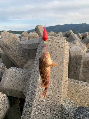 アラカブの釣果