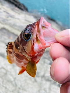 アカハタの釣果