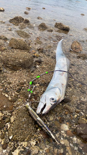 タチウオの釣果