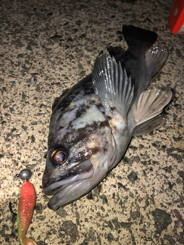 クロソイの釣果