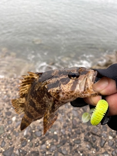 タケノコメバルの釣果