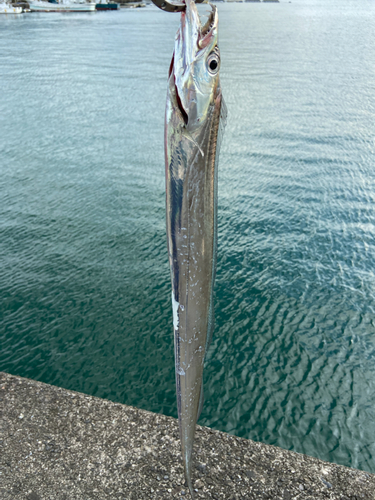 タチウオの釣果