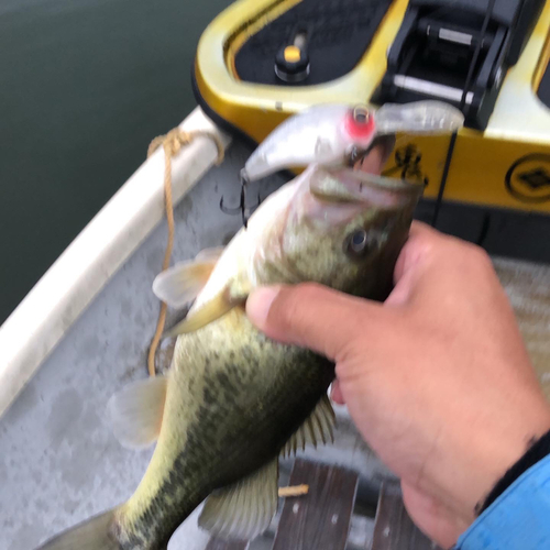 ブラックバスの釣果